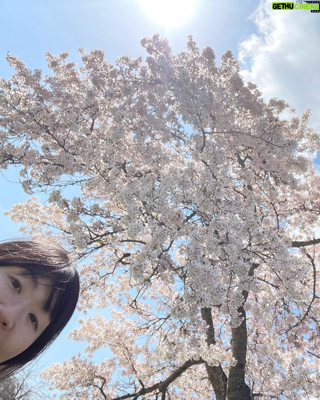 Yasuko Mitsuura - 30.2K Likes - キレイな桜を見るとその下でお寿司が食べたくなる。
誰もいない桜を見つけた!
お寿司を取り出し、まずは記念写真を、ともたもた写真を撮っていたら、カラス3カップル、6匹に囲まれていた。怖い! 逃げた。
だから誰も桜の下でお寿司を食べないんだな、と思った。