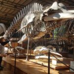 Yeşim Büber Instagram - Paris' te T- Rex sergisine denk geldik! Muséum national d'Histoire naturelle