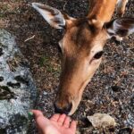 Ylva Bjørkaas Thedin Instagram – Det er kjempestas med dyr!