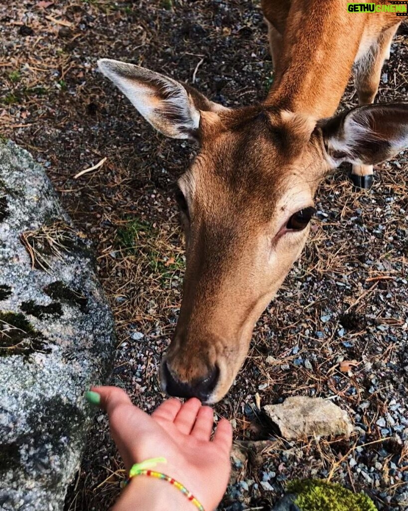 Ylva Bjørkaas Thedin Instagram - Det er kjempestas med dyr!