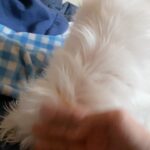 Yoon Jun-won Instagram - 잘 가 네오야 다음에도 또 내 동생 해주라 아냐 그땐 너가 형 해 너무너무 사랑하고 미안해