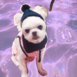 Yoon Jun-won Instagram - 잘 가 네오야 다음에도 또 내 동생 해주라 아냐 그땐 너가 형 해 너무너무 사랑하고 미안해