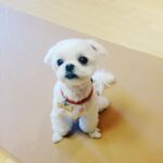 Yoon Jun-won Instagram - 잘 가 네오야 다음에도 또 내 동생 해주라 아냐 그땐 너가 형 해 너무너무 사랑하고 미안해