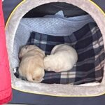 Yoon Jun-won Instagram - 좋은 시설로 이사하고는 처음 보러간 애기들. 개농장에서 봤을 때보다 훨씬 표정들이 좋아보여 정말 다행이었다. 마지막은 내 원픽 호빵이.....❤️