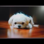Yoon Jun-won Instagram – 잘 가 네오야
다음에도 또 내 동생 해주라 아냐 그땐 너가 형 해
너무너무 사랑하고 미안해