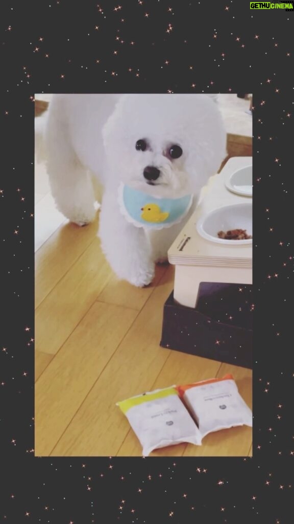 Yoona Instagram - 래오 맘마시간🥄 맛있는건 한그릇 뚝딱하는편 @flying_puppy_official