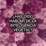 Yorokobu Instagram - ¿Cómo sería si la inteligencia vegetal invadiese las ciudades? Pues esto ya ha pasado en Córdoba gracias a @festivalflora 👆