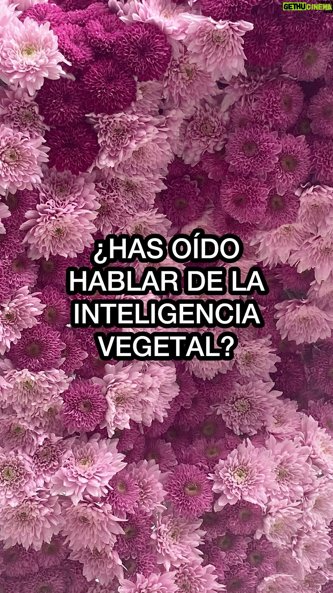 Yorokobu Instagram - 驴C贸mo ser铆a si la inteligencia vegetal invadiese las ciudades? Pues esto ya ha pasado en C贸rdoba gracias a @festivalflora 馃憜