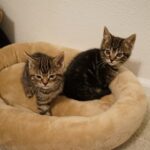 Youssef Zalal Instagram - Newest members to the family MAC & OLIVE 😁❤️ #cats Denver, Colorado