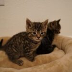 Youssef Zalal Instagram - Newest members to the family MAC & OLIVE 😁❤️ #cats Denver, Colorado