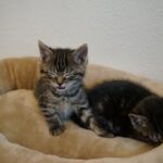 Youssef Zalal Instagram - Newest members to the family MAC & OLIVE 😁❤️ #cats Denver, Colorado