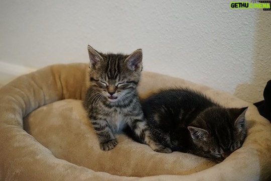 Youssef Zalal Instagram - Newest members to the family MAC & OLIVE 😁❤️ #cats Denver, Colorado
