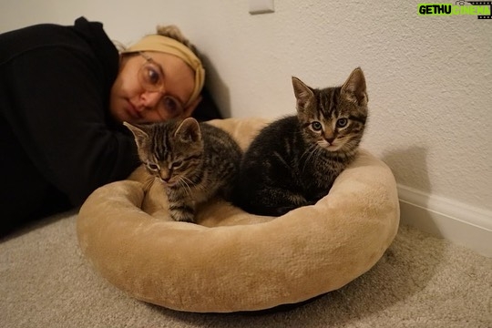 Youssef Zalal Instagram - Newest members to the family MAC & OLIVE 😁❤️ #cats Denver, Colorado