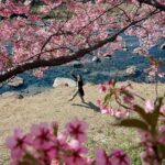 Yuki Kato Instagram - “What a strange thing to be alive beneath cherry blossoms.” – Kobayashi Issa #diaryukikato Kawazu