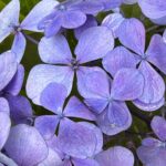 Yuko Nakazawa Instagram – ☔️☔️

紫陽花の花は
真ん中のところって
今日初めて知りました。

息子に教えてあげようと話したら

「うん！しってる！」

だって🤭

ちっちゃいとこが花です。

と、図鑑に書いてたって。

「だから、植物の図鑑買って」

だから、って何？😂

という今日の長閑な会話。

#火曜日
#ももち浜ストア
#巨典さんから教わりました
