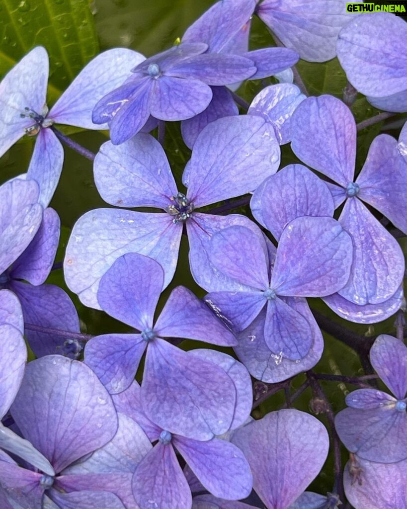 Yuko Nakazawa Instagram - ☔️☔️ 紫陽花の花は 真ん中のところって 今日初めて知りました。 息子に教えてあげようと話したら 「うん！しってる！」 だって🤭 ちっちゃいとこが花です。 と、図鑑に書いてたって。 「だから、植物の図鑑買って」 だから、って何？😂 という今日の長閑な会話。 #火曜日 #ももち浜ストア #巨典さんから教わりました