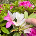 Yuko Nakazawa Instagram - 💐💐 見て！ ピンクと白のハーフcolorの つつじ。 娘が歩いていて、 「見てっ！」 と見つけました。 初めて見たよ。 なんか、うれしくなりました。 今日は一日、眠かった、、、 感は取り戻した🍱 今夜はちゃんと眠ろう。 カラダに毒だ🤣