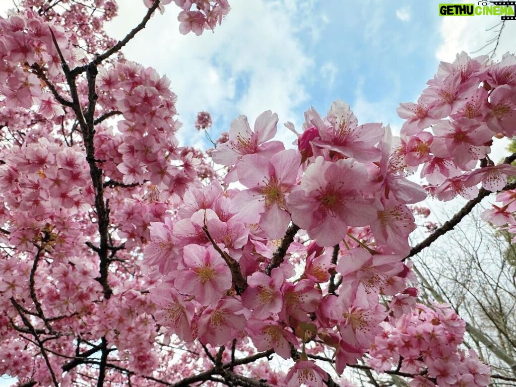 Yuma Uchida Instagram - 。 #ひなまつり #もう桜の季節 #📸