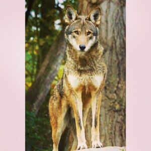 Yvette Rachelle Instagram - #Gorgeous #RedWolf #Red #Wolf sadly only 45 left if #Hunters keep killing them they could be extinct this Year.This is a tragedy but we can help www.defenders.org  Please help save the last remaining of these #beautiful  #animals that deserve to live on their land not the Government's land as #nature intended.Thanks for your kind help and I know the  #Wolves send their  most grateful thanks as well. #Peace #AnimalActivist #Actress #AnimalRights #AnimalLover #naturephotog  #Vegan#naturephotography #naturephotographer #TopModel #Celebrity #YvetteRachelle