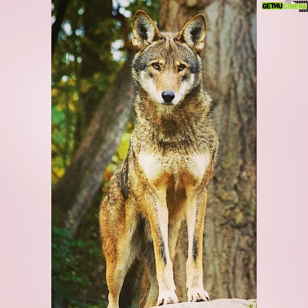 Yvette Rachelle Instagram - #Gorgeous #RedWolf #Red #Wolf sadly only 45 left if #Hunters keep killing them they could be extinct this Year.This is a tragedy but we can help www.defenders.org Please help save the last remaining of these #beautiful #animals that deserve to live on their land not the Government's land as #nature intended.Thanks for your kind help and I know the #Wolves send their most grateful thanks as well. #Peace #AnimalActivist #Actress #AnimalRights #AnimalLover #naturephotog #Vegan#naturephotography #naturephotographer #TopModel #Celebrity #YvetteRachelle