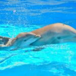 Yvette Rachelle Instagram - Majestic #dolphins Be #Vegan tell the world & Japan don't kill the #dolphins & #whales they are amazing intelligent beings #Actress #AnimalActivist #naturephotography #AnimalLover #ScubaDiver #TopModel #YvetteRachelle