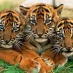 Yvette Rachelle Instagram - #Gorgeous #Tiger #cubs It makes you wonder why anyone would ever want to kill em? #Peace out #Actress #AnimalActivist #AnimalLover #Vegan #vegetarian #naturephotography #YvetteRachelle