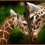 Yvette Rachelle Instagram - #Giraffe #Love bond between Mom and Baby #Save our precious planet and it's #Wildlife #AnimalActivist #AnimalLover #Vegan #naturephotography #naturephotographer #vegetarian #Actress #YvetteRachelle