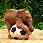 Yvette Rachelle Instagram - #Soccer Tryouts for #Elephant #wildlife #Fila #WorldCup Move over #messi #rimaldi #XOXO #Celebrity #Actress #Swedish #Vegan #AnimalLover #AnimalActivist #YvetteRachelle