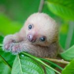 Yvette Rachelle Instagram - #Cute #Baby #Sloth #wildlife Mother was killed he was orphaned in jungle. Good news he was rescued and is doing okay #AnimalActivist #AnimalLover #Vegan #Actress #YvetteRachelle