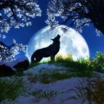 Yvette Rachelle Instagram - Have a Howling goodnight #Actress #Wolf #AnimalLover #Vegan b#AnimalActivist #Sweden #YvetteRachelle