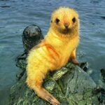 Yvette Rachelle Instagram - #BLONDE "S"do have more fun look at this Blonde #Seal Love #wildlife they are so unique & special XOXO #Actress #AnimalRights #Vegan #AnimalLover #YvetteRachelle