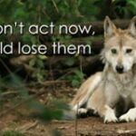 Yvette Rachelle Instagram - The #Mexican #Wolf #lobos is almost #extinct. So sad but we all can help. Be a #defenders help all wildlife tell our Government to save these last few #Wolves before it's too late. As extinction is forever....Love #AnimalActivist #Actress #YvetteRachelle