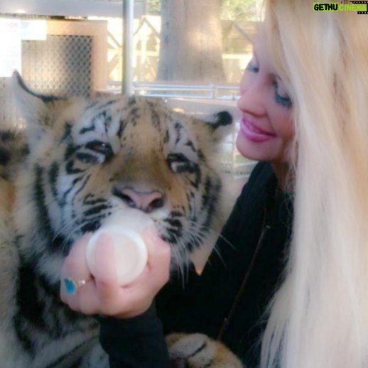Yvette Rachelle Instagram - Beautiful #Tiger I helped rescue he was so sweet when I gave him his bottle his paw would hold onto me. Help save #wildlife their numbers are being dwindled by hunters & deforestation. #Peace #Celebrity #AnimalActivist #AnimalLover #Vegan #YvetteRachelle