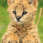 Yvette Rachelle Instagram - Super #Cute #Baby #Cheetah #wildlife #Celebrity #Actress #AnimalActivist #AnimalLover #Vegan #YvetteRachelle