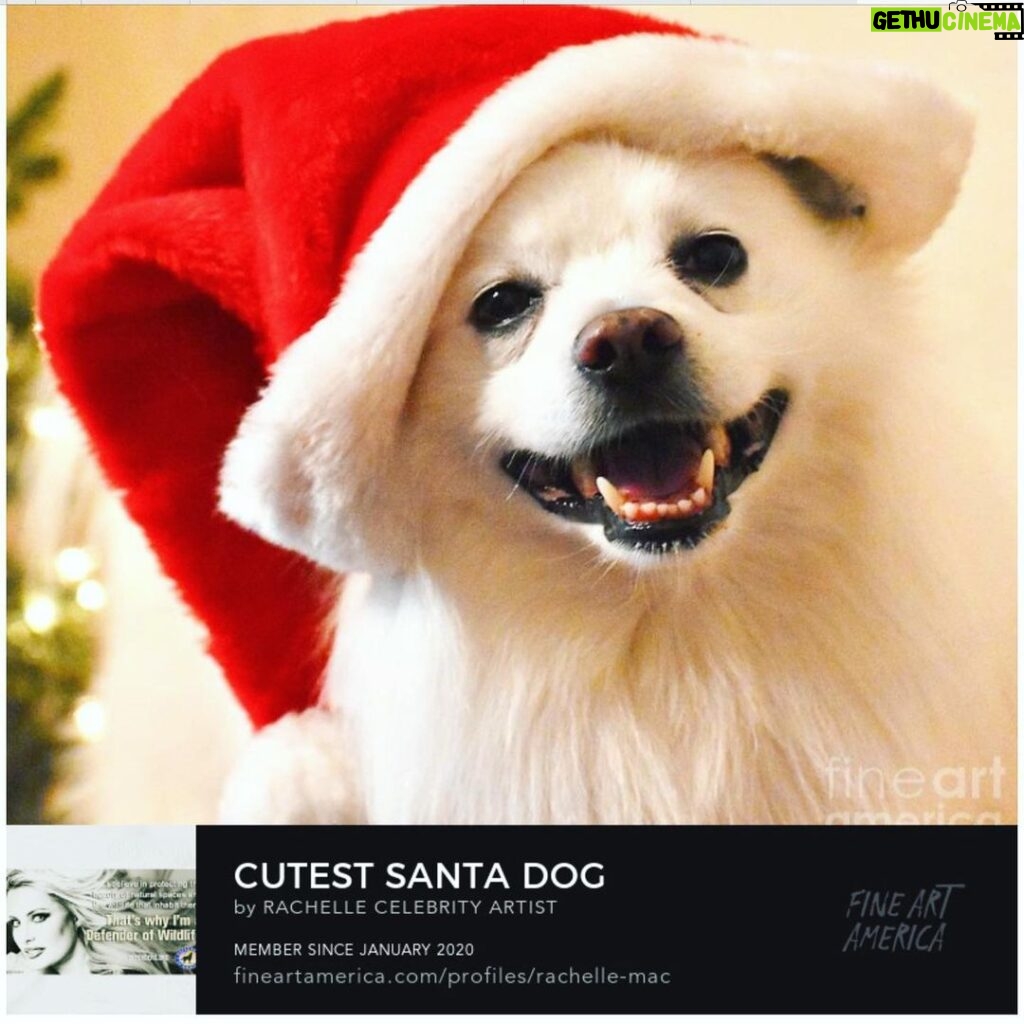Yvette Rachelle Instagram - 🌲 🎅 ⛄️ ❄️ 😇 #merrychristmas #joytotheworld Wishing everyone a beautiful and joyous Christmas 🎅🎄⛄️ ❄️😇Here is a photo I took for #photographylovers of my sweet dog ~he is Nordic like me 😂He is a #spitz #americaneskimodog #dogsofinstagram just loves getting dressed up during the Holidays as #santaclaus or wearing his #addidas #christmasuglysweater We love helping out animal #wildlife charities and donate our art sales to them ! This is a great time of the year for #petadoption as pets cats 🐱 dogs 🐶 birds bunnies 🐰 bring so much unconditional love and are very ❤️‍🩹 healing as well. Can you believe more than 6 million animals enter shelters each year waiting for their forever homes? Adopting a pet is a wonderful way to save a life and you can easily find pets at #petfinder #bestfriendsanimalsociety #wagsandwalks in Los Angeles #pawschicago in Illinois or Texas #austinpetsalive There is #petsmartcharities #aspca Plus no fee way on Craigslist or local newspaper to rehome pets .The-best thing ever is to give during the Holidays and what better way than to share your love is with an #angel #doggie or #kitty thats waiting there for you ! #peaceonearth #doglover #cutedogs #chewy #petsmart #actress XOXO 💋 #yvetterachelle ⛄️🎄⛄️🎄⛄️