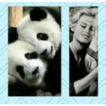 Yvette Rachelle Instagram - Share #Love & Hugs for all #WILDLIFE #ANIMALS #actress #AnimalActivist #AnimalLover #Supermodel #swedishgirl #Celebrity #YvetteRachelle