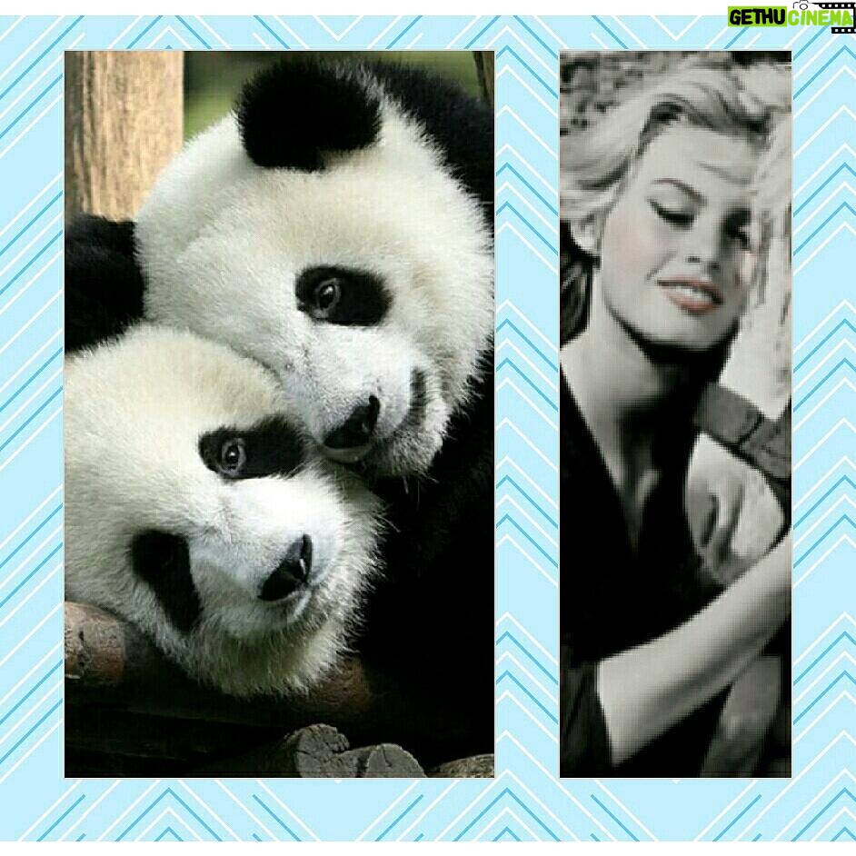 Yvette Rachelle Instagram - Share #Love & Hugs for all #WILDLIFE #ANIMALS #actress #AnimalActivist #AnimalLover #Supermodel #swedishgirl #Celebrity #YvetteRachelle