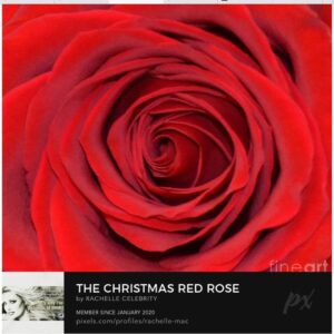 Yvette Rachelle Instagram - The beauty of a red #rose 🌹 🌹I painted from a beautiful red #rose in my #quarantine  flower garden 🌹🌹#quarantinelifecalm #quarantinelife As a lover of nature and wildlife I have been oil painting and photographing  all the beauty of nature and giving proceeds to charity on www.fineartamerica.com You can view many of my paintings  and photos of #wildlife #cheetahs #wolves #giraffes #horses #birds  #cutedogs #flowers #hummingbirds #nature #Sweden #Alps #Mammoth  #Yosemite #flowers #orchids There is so much beauty in the world and I love to share it ! Peace Out