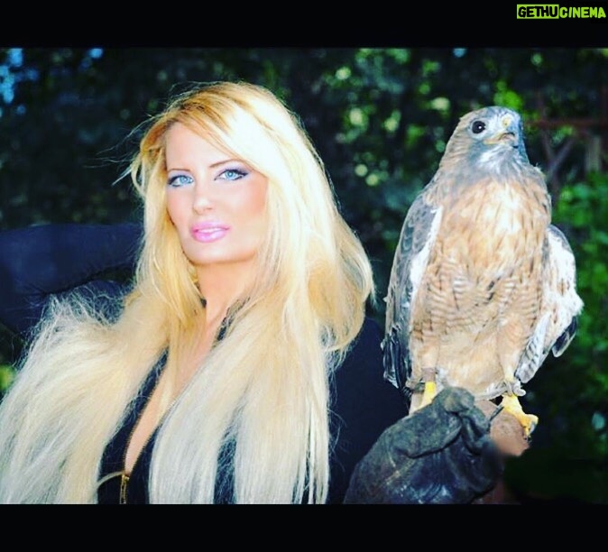 Yvette Rachelle Instagram - 🌎🌍🌏Everyday should be #EarthDay as we should celebrate the beauty of planet and its inhabitants everyday🌎🌍🌏Here is a beautiful #hawk a bird of prey famed for being a favorite among #falconers In #Sweden 🇸🇪 the #eurasiansparrowhawk has been utilized by falconer’s since 16th century and praised for its courage. Other hawks in #scandanavia are #roughleggedhawk and #northerngoshawk . In America the #Redtailedhawk is widely used for sound effects for its unique high pitched calls in both movies and tv shows like #Yellowstone Best way to take care of these #wildbirds and all wildlife is to not use mice or rat poison or weedkiller as it ends up in food chain sadly killing vast amounts of birds needlessly. This is one way to help our #animalplanet ! Or help donate to #defendersofwildlife #nationalaudubonsociety #californiawildlifecenter Sweden wildlife Charities. Hugs 🤗 #swedishgirl topmodel actress #yvetterachelle Peace ☮️ on 🌍 Earth