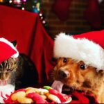 Yvette Rachelle Instagram - Look who ate #Santa #Christmas #cookies under the #christmastree for #DogLover🐶🐶🐶 #catsofinstagram Please #adopt #adoptdontshop #dogs #cats and save a life all the while bringing some more love into your life with a #pet #Love💜💛💙 #peace Happy Holidays #actress #TopModel #AnimalActivist #YvetteRachelle of #UniversalPictures #comedy film #santastoleourdog on #amazon #redbox #vudu #Microsoft #itunes xoxo