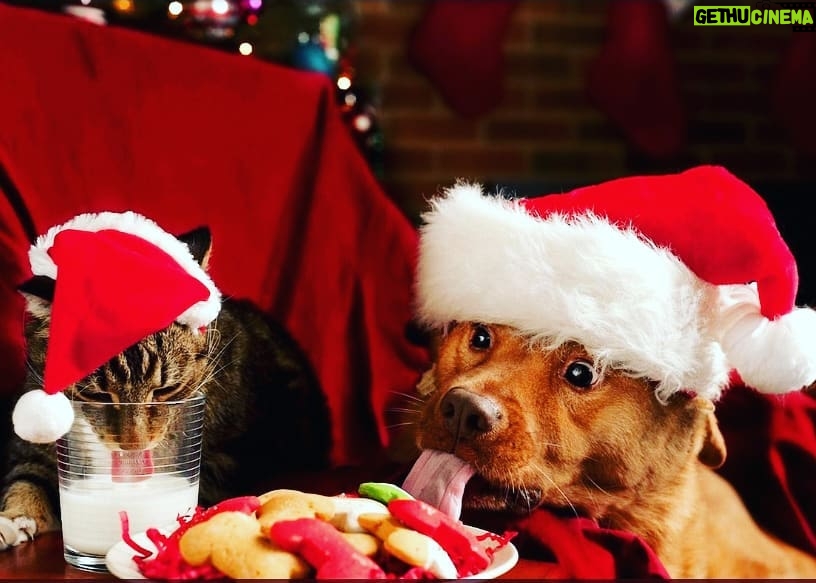 Yvette Rachelle Instagram - Look who ate #Santa #Christmas #cookies under the #christmastree for #DogLover🐶🐶🐶 #catsofinstagram Please #adopt #adoptdontshop #dogs #cats and save a life all the while bringing some more love into your life with a #pet #Love💜💛💙 #peace Happy Holidays #actress #TopModel #AnimalActivist #YvetteRachelle of #UniversalPictures #comedy film #santastoleourdog on #amazon #redbox #vudu #Microsoft #itunes xoxo