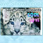 Yvette Rachelle Instagram - #Save the #SnowLeopard from #extinction There are less than 6k left with numbers dwindling with hunting , #climatechange and habitat loss.They are beautiful and elusive #cats.They hail from # Russia through #Asia. Be #vegan #vegetarian #nofur #defenders #peace love #Actress #topmodel #AnimalActivist #animallover #YvetteRachelle