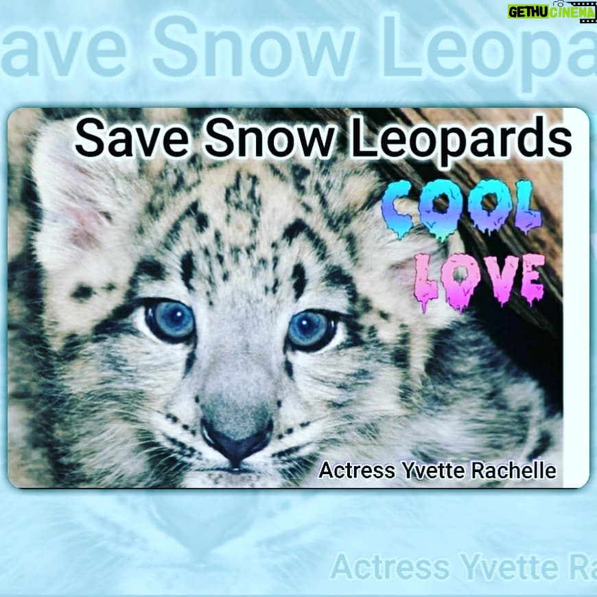 Yvette Rachelle Instagram - #Save the #SnowLeopard from #extinction There are less than 6k left with numbers dwindling with hunting , #climatechange and habitat loss.They are beautiful and elusive #cats.They hail from # Russia through #Asia. Be #vegan #vegetarian #nofur #defenders #peace love #Actress #topmodel #AnimalActivist #animallover #YvetteRachelle