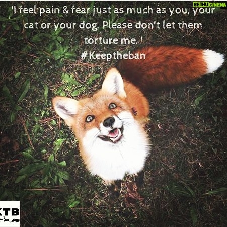 Yvette Rachelle Instagram - All #animals #Wildlife #Fox deserve to live let's try to help save as many as we can ♡♡♡ #Peace #Actress#AnimalActivist #AnimalLover #Vegan #doglover #swedishgirl #TopModel #YvetteRachelle