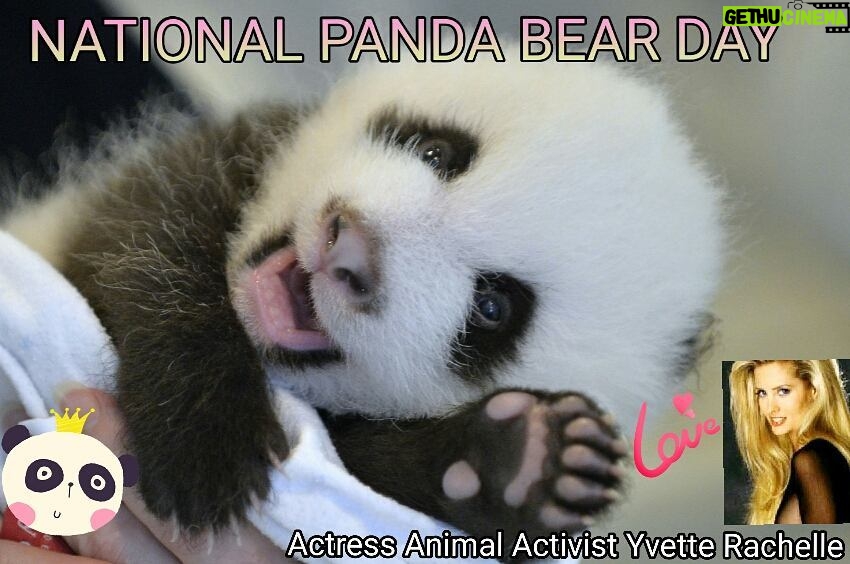 Yvette Rachelle Instagram - Happy #nationalpandaday #Cute Cuddly #Vegan #Panda eats 99% Bamboo diet the same of #Supermodels lol Sadly, only around 1590 #PandaBears left in the wild let's help protect them and their habitat. #Love #Peace #Actress #AnimalActivist #Supermodel #AnimalLover #TopModel #naturephotoshoot #YvetteRachelle