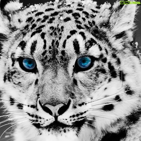 Yvette Rachelle Instagram - HAPPY #SNOWLEOPARD DAY ! Only 4000 of these #beautiful & rare #wildlife #Animal beings left. Let's try to help save these magnificent Snow Leopards. #Peace #Actress#AnimalActivist # naturephotog #AnimalLover #Model #TopModel #YvetteRachelle #Photographer #naturephotography #savetheplanet