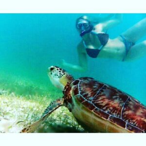 Yvette Rachelle Instagram - #Hurricane #HurricaneMatthew it's official sadly nearly 1000 #Loggerhead #turtles nests were destroyed from hurricane Long live the #beautiful #turtles  Hey if it wasn't for the #turtles we wouldn't have #teenagemutantninjaturtles #Actress #AnimalActivist  #Swedish  #Supermodel  #AnimalLover #YvetteRachelle