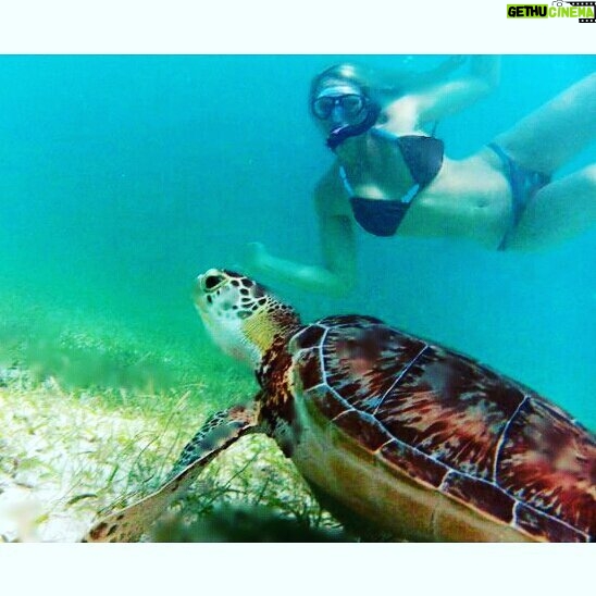 Yvette Rachelle Instagram - #Hurricane #HurricaneMatthew it's official sadly nearly 1000 #Loggerhead #turtles nests were destroyed from hurricane Long live the #beautiful #turtles Hey if it wasn't for the #turtles we wouldn't have #teenagemutantninjaturtles #Actress #AnimalActivist #Swedish #Supermodel #AnimalLover #YvetteRachelle