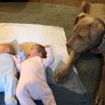 Zach McGowan Instagram - Sophie McGowan 2007-2021. You are free my girl. Say hi to Molly and Roxy for me. I will run the fields and mountains with you by my side forever. ❤️❤️❤️❤️❤️❤️❤️❤️❤️❤️❤️❤️❤️❤️❤️