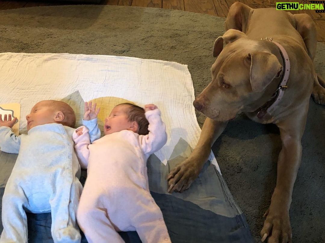 Zach McGowan - 22.4K Likes - Sophie McGowan 2007-2021. You are free my girl. Say hi to Molly and Roxy for me. I will run the fields and mountains with you by my side forever. ❤️❤️❤️❤️❤️❤️❤️❤️❤️❤️❤️❤️❤️❤️❤️